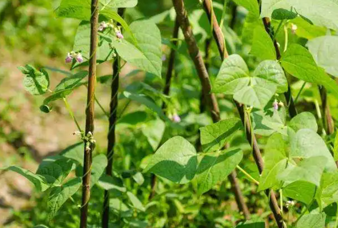 东北饭豆的种植方法和时间是什么?种植东北饭豆的方法有哪些?
