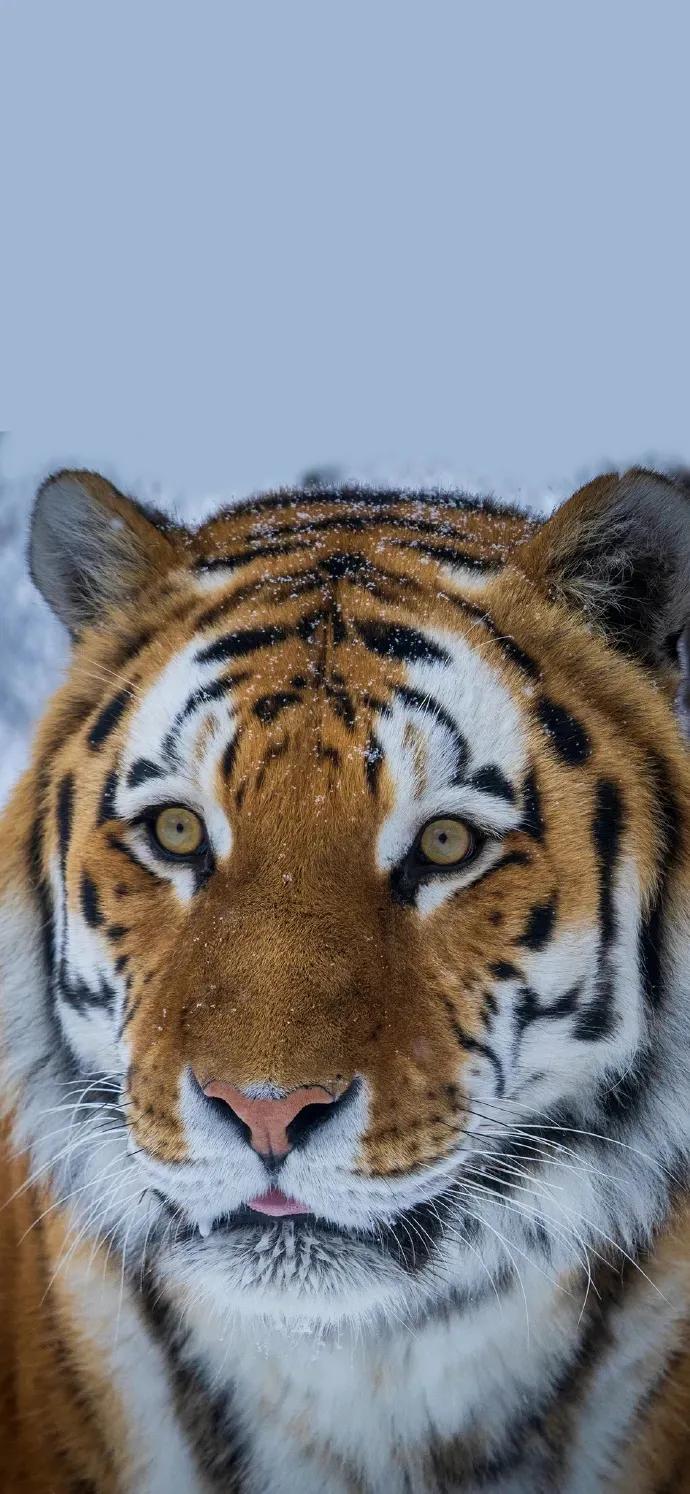 老虎壁纸,入山不怕虎伤人,只怕人情两面刀