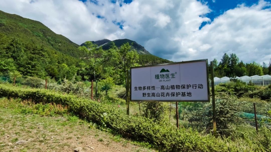 深圳花卉绿植批发市场
