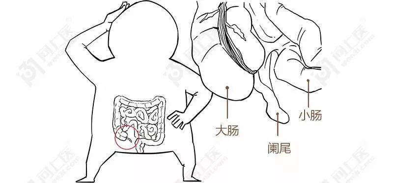 闌尾到底有沒有作用?切掉了會影響健康嗎?