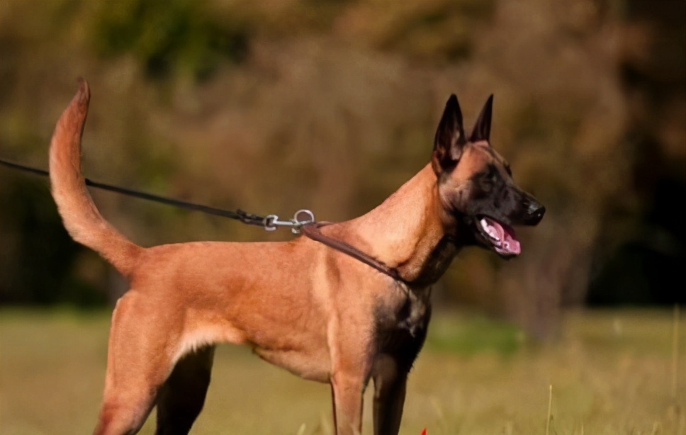 马犬,一种让人"又爱又恨"的狗!