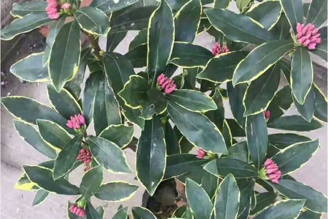 如此美丽的金边瑞香,一年能开三季,开花时间长,花香迷人!