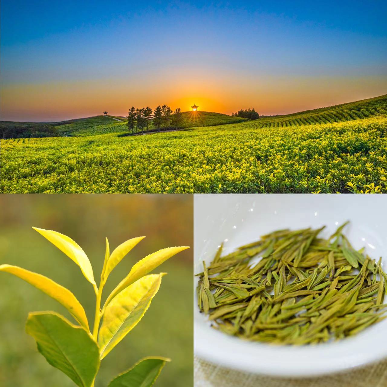 真香!郎溪黄茶获第五届中国国际茶叶博览会专场推介