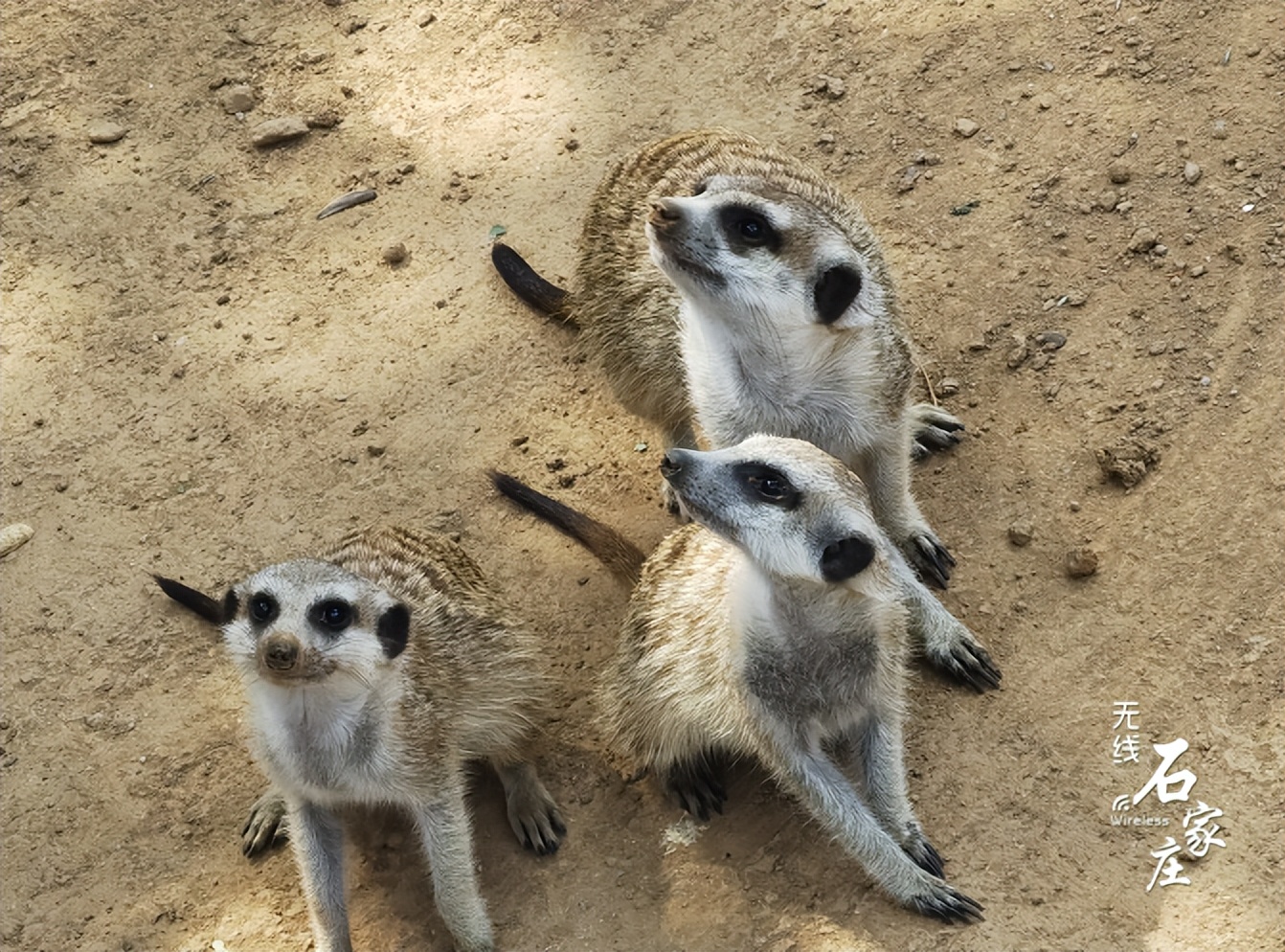 假期不遠遊 到石家莊市動物園看動物賞秋景