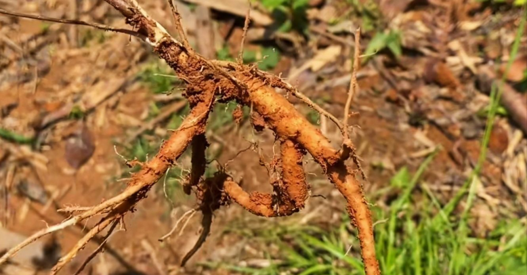 鸡爪参植物图图片