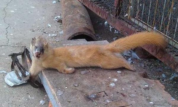 黄鼠狼怕什么?为什么?