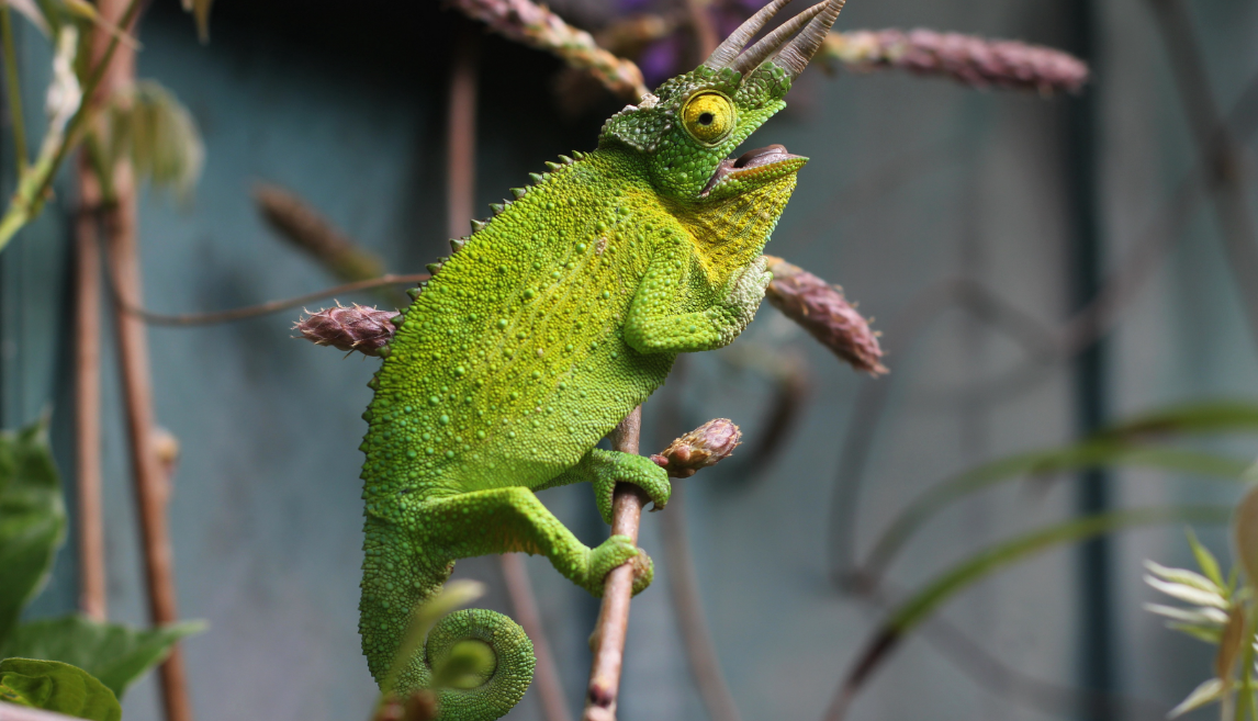 从变色龙的眼睛,学习如何提高你的视觉和认知能力!