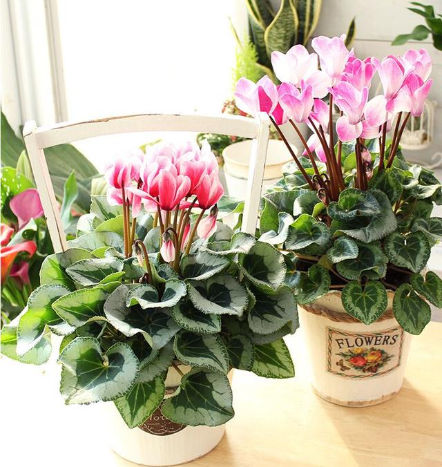 10大"吉祥花"适合养客厅,格调高,株型美,旺财又护家