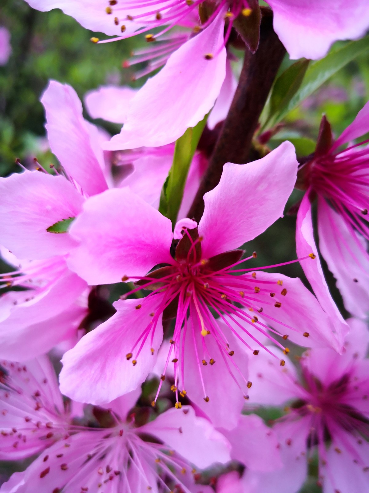一抹春色染江南——桃花