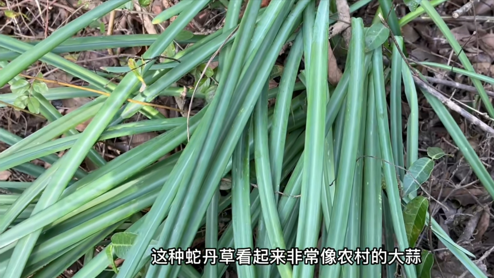 农村长得像大蒜的植物,老人称是毒蛇的克星,来认识一下