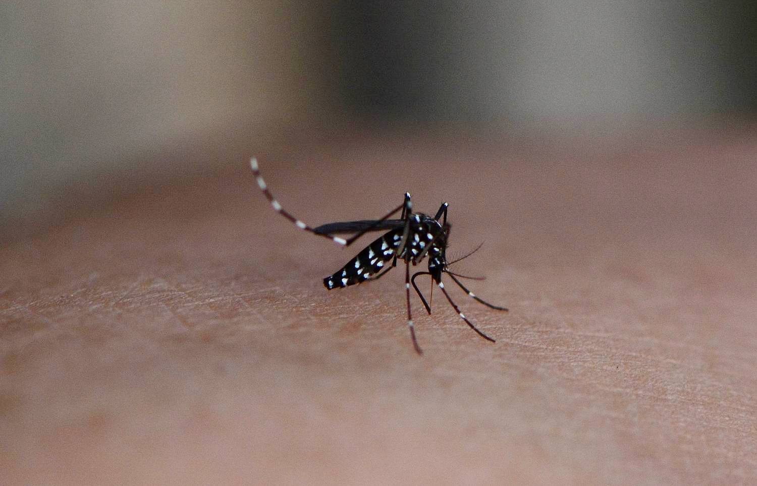 如何才能驱除蚊子?教你几个小妙招