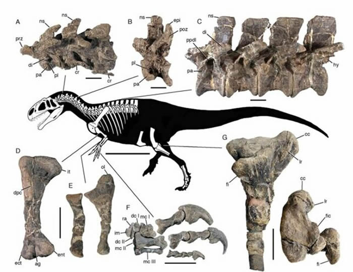 阿根廷巴塔哥尼亚发现迄今最大恐龙——巴塔哥泰坦龙