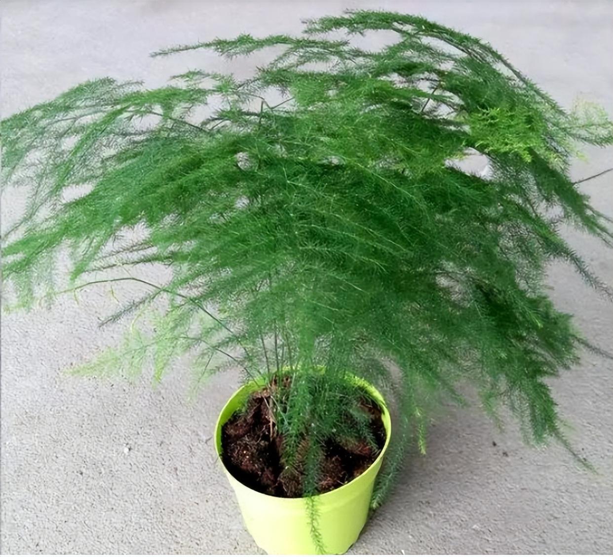 2,文竹有3个品种,分别是矮文竹大文竹以及细叶文竹,其中矮文竹的根状