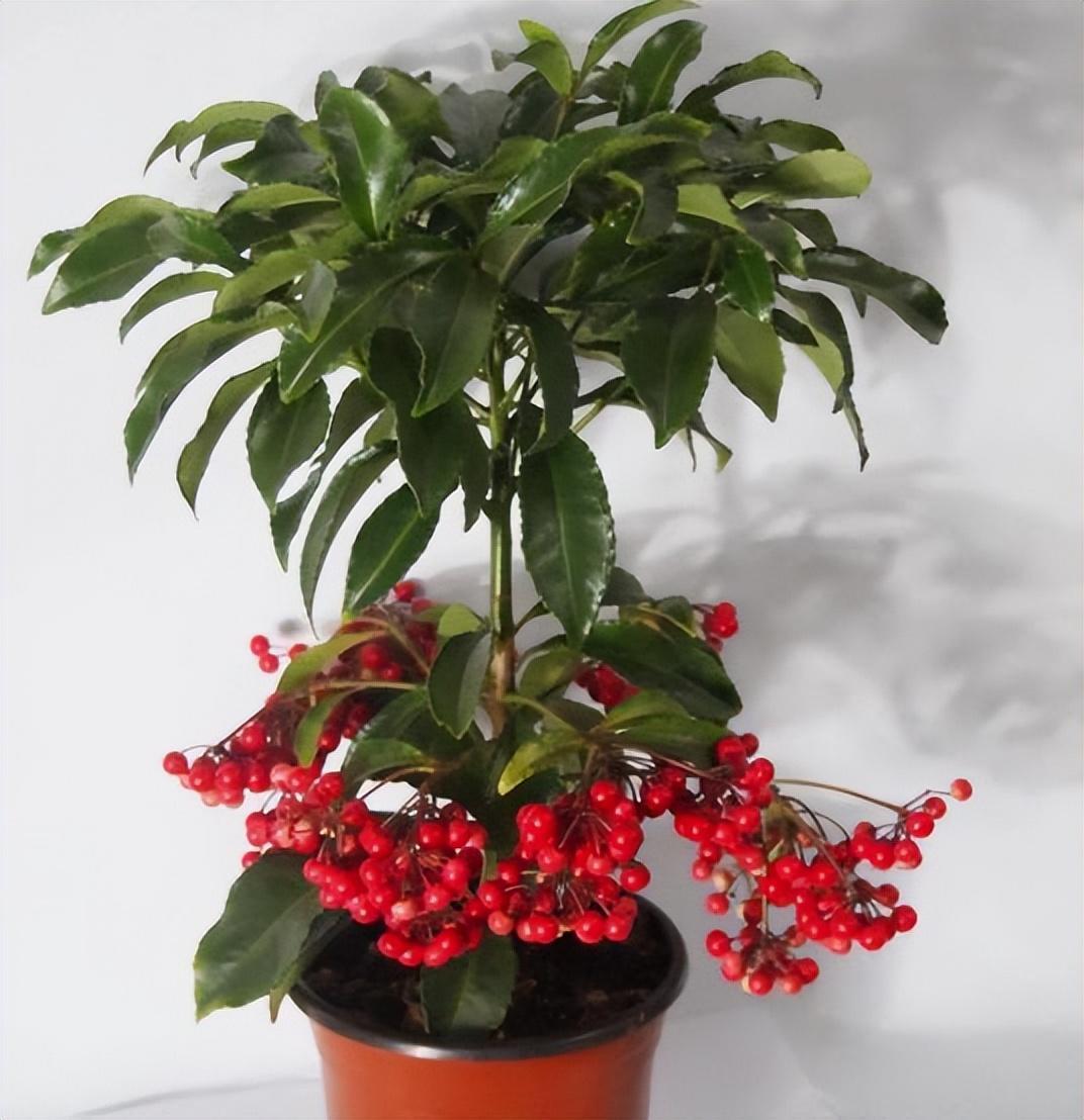 这种盆栽,红果挂满枝头,都叫它"富贵籽",摆在客厅很合适