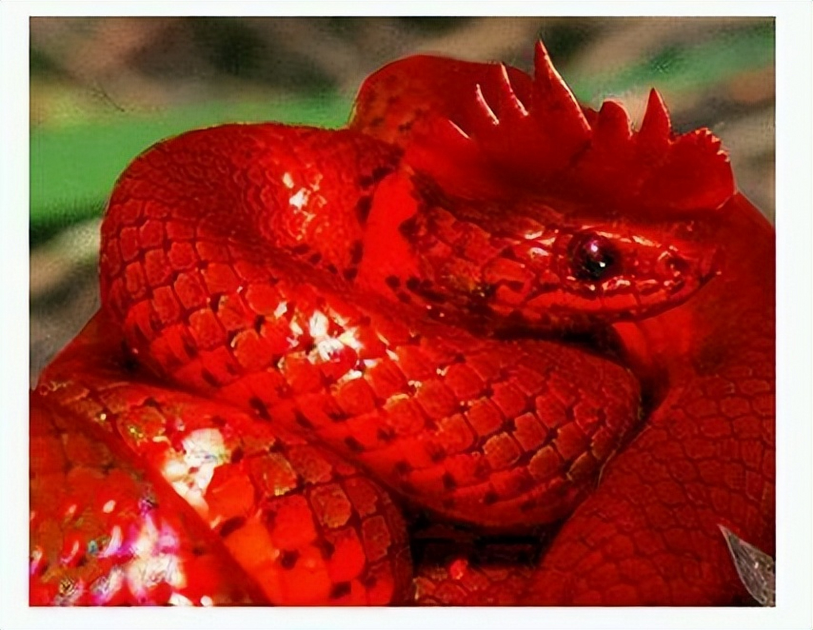 鸡冠蛇是中国农村流传的神秘传说,因其头顶红色冠冕而得名.