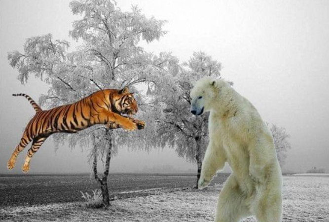 "百兽之王"老虎能不能打过北极熊?为什么?