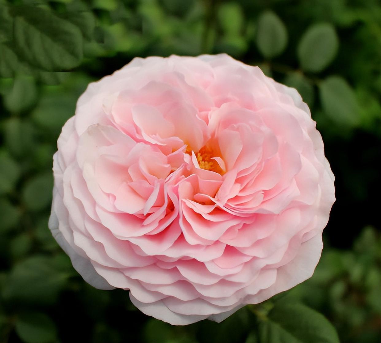 月季"灰姑娘"——四季版粉龙,花朵又美又香,没有院子也能养