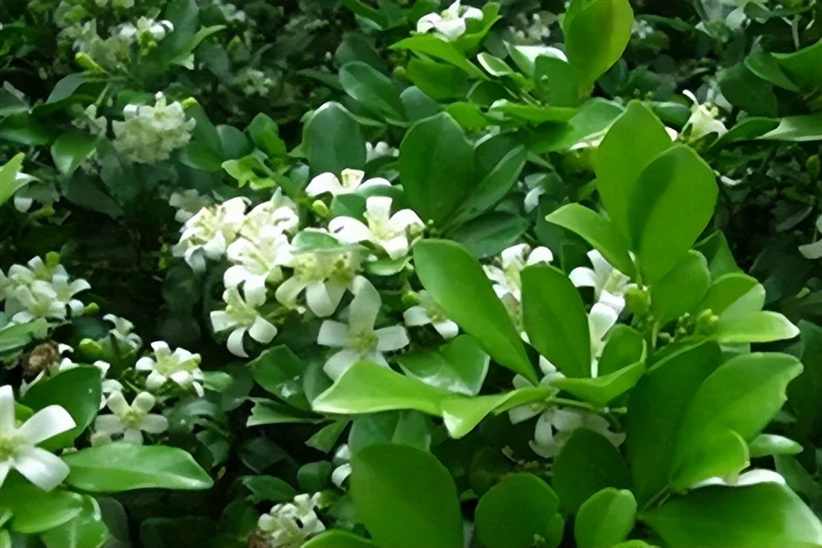 九里香要养几年才能开花(九里香要养几年才能开花呢)