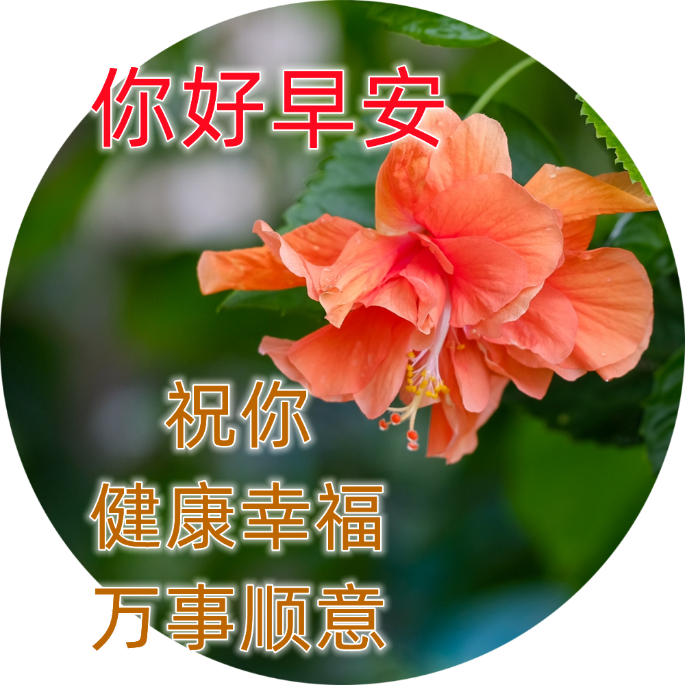 最新版漂亮早安图片鲜花带字