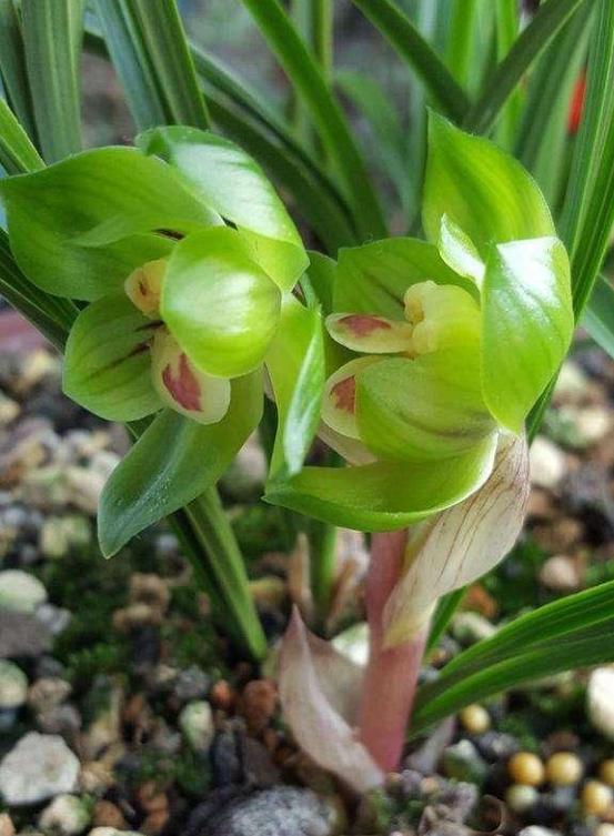 春兰皇后—绿云,气质优雅,娇羞秀美,关键养护简单,适合新人