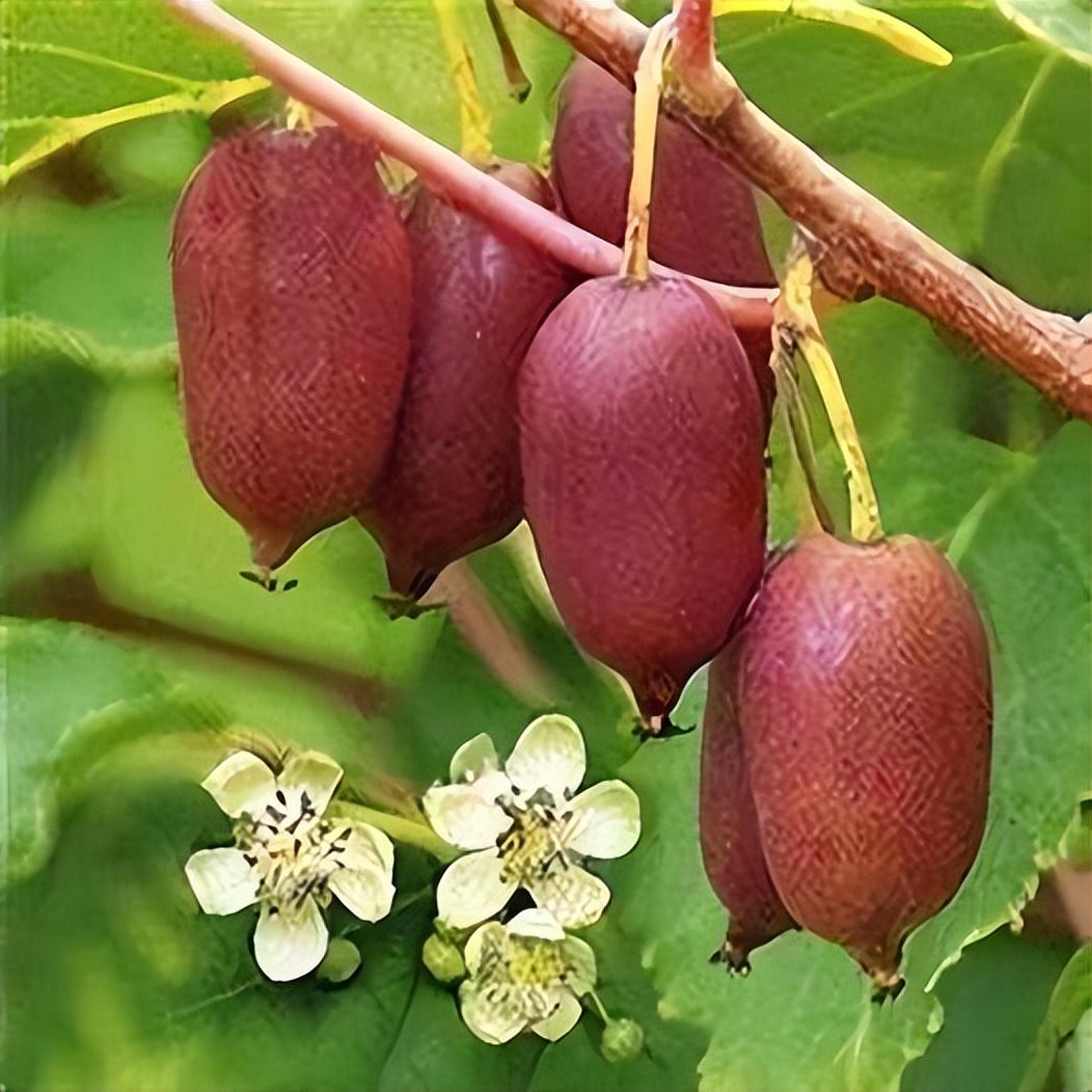 软枣猕猴桃生存能力强,果肉美味香甜,营养价值高