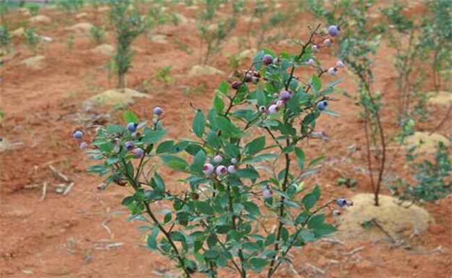 種植藍莓需要哪些條件?怎樣提高藍莓的成活率?