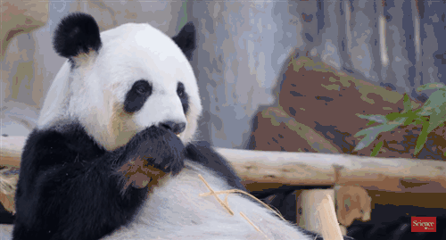no.843 荒野公学|熊猫,到底是进化史上的败笔,还是赢家?
