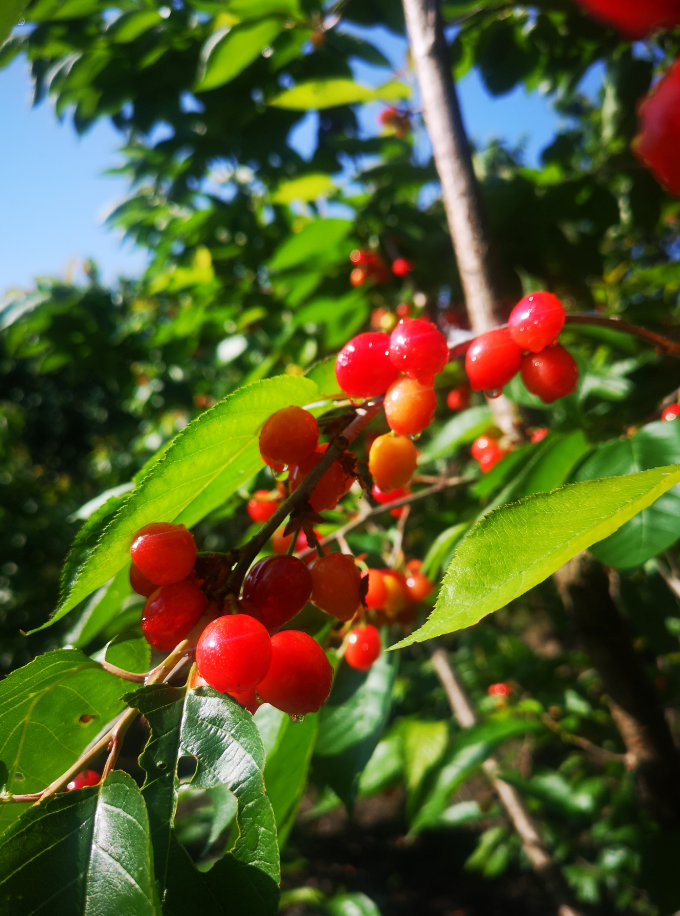 minmin甜冕宁2万亩樱桃红满枝