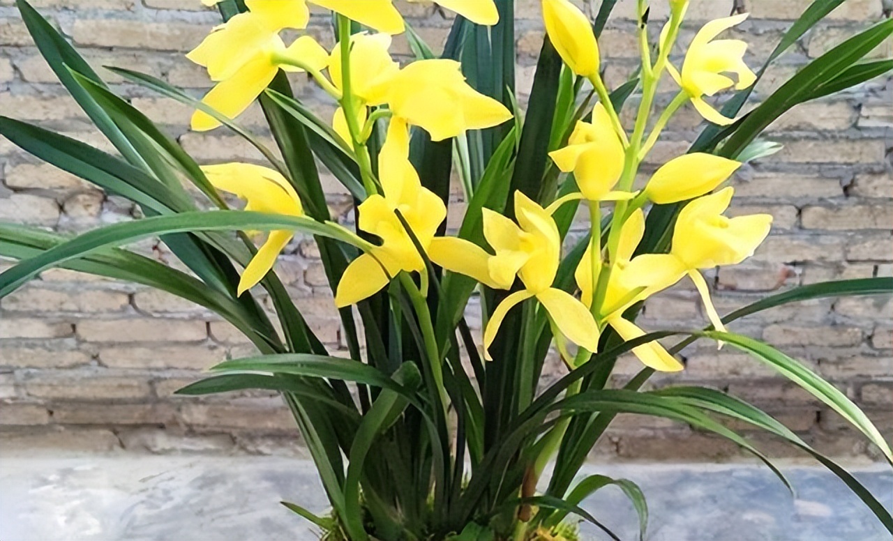 黄金小神童兰花,花色金黄,香气雅致,寓意"金玉满堂"