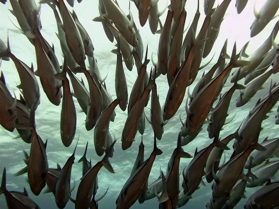 宜昌水位下降,大量刁子魚滯留岸邊,長江護漁:標誌性魚群出現