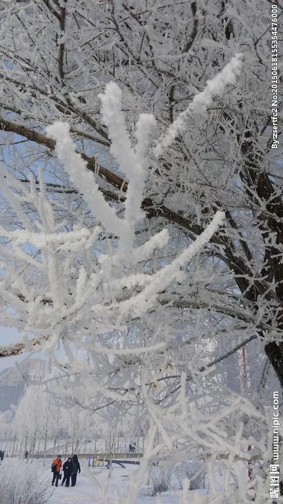 雾凇非冰非雪,而是由于雾中无数零摄氏度以下而尚未凝华的水蒸气随风