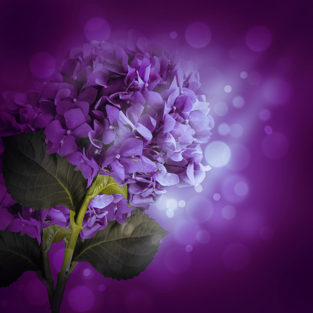 注意身体,生肖猪们不能光想着拼命工作,福慧双修,福寿年高!