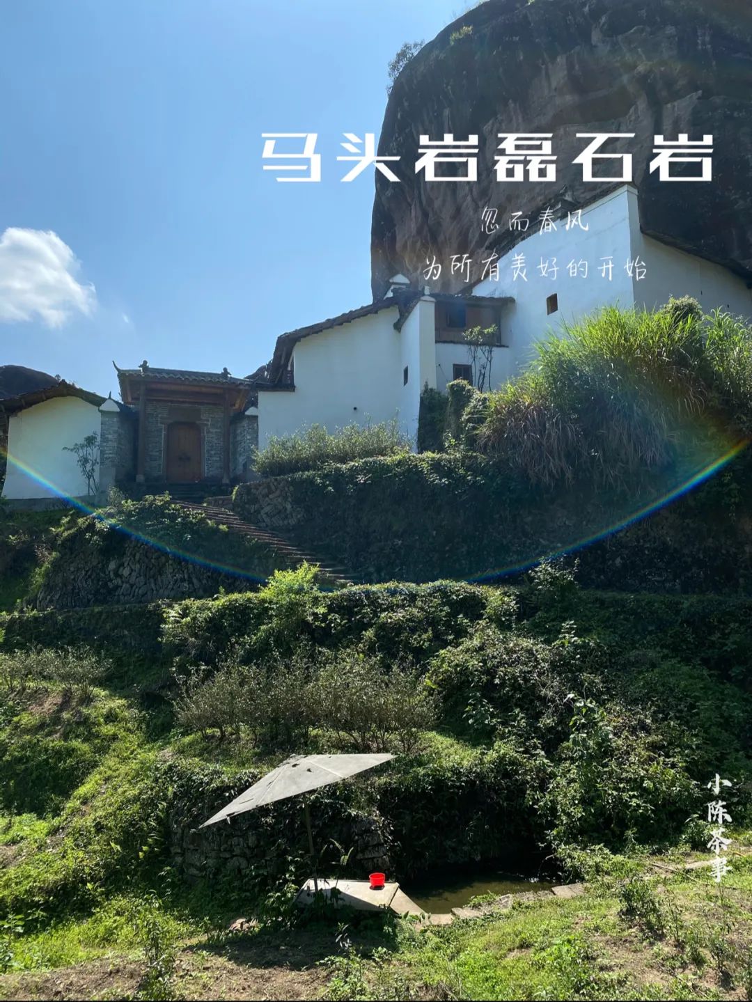 苦等一年只为喝它一口,马头岩老树肉桂,稠滑如浆,不逊水仙之醇