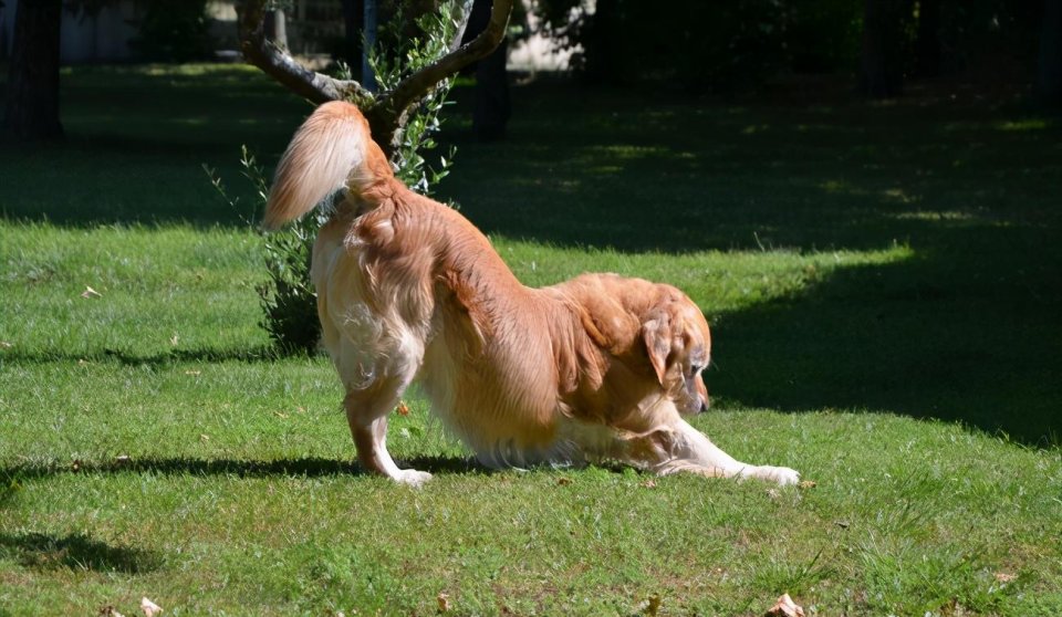 狗"弓背"的原因,原来里面含义这么多!
