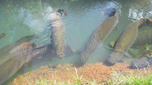 亚马逊河的霸主大吃食人鱼却因一个致命缺点被人吃到濒危灭绝