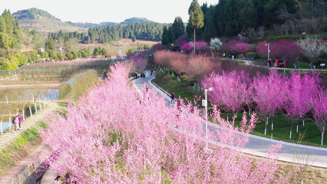 南充赏花好去处图片