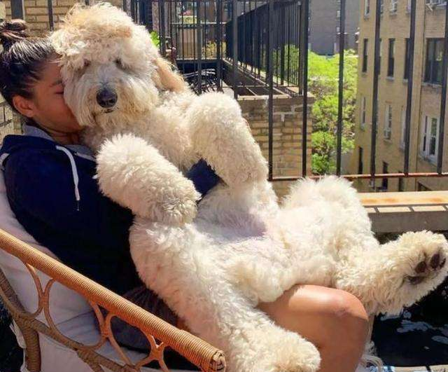 养一只"巨型贵宾犬"有多好?只有养过的人才懂