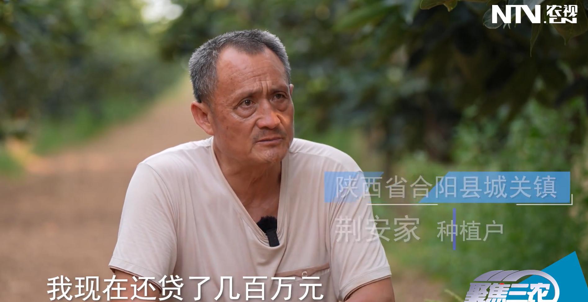 柿子树苗在哪里购买多少钱一