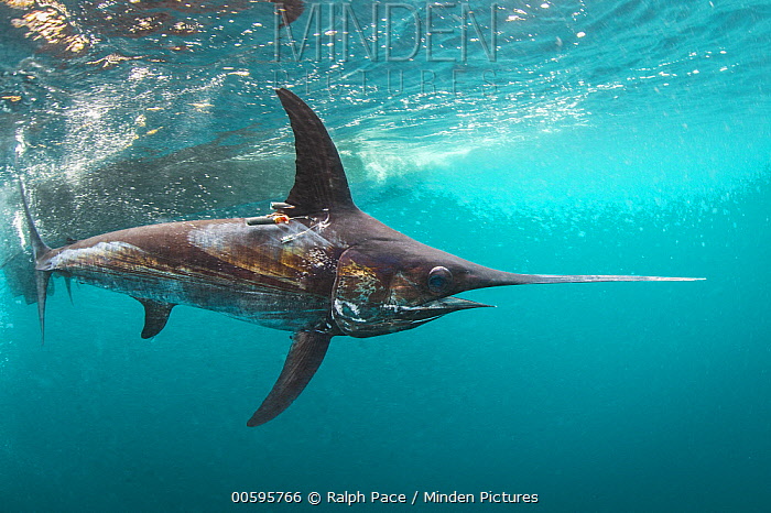 这种鱼出生时还没虾米大,同类残食,胜利者连虎鲸都退避三舍!