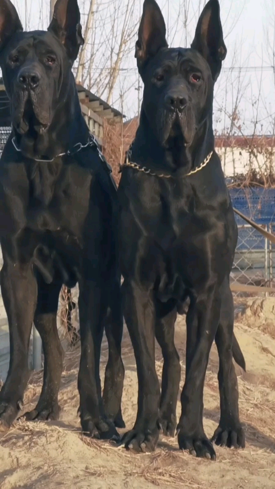 黑狼犬不挑食好喂养全身乌黑