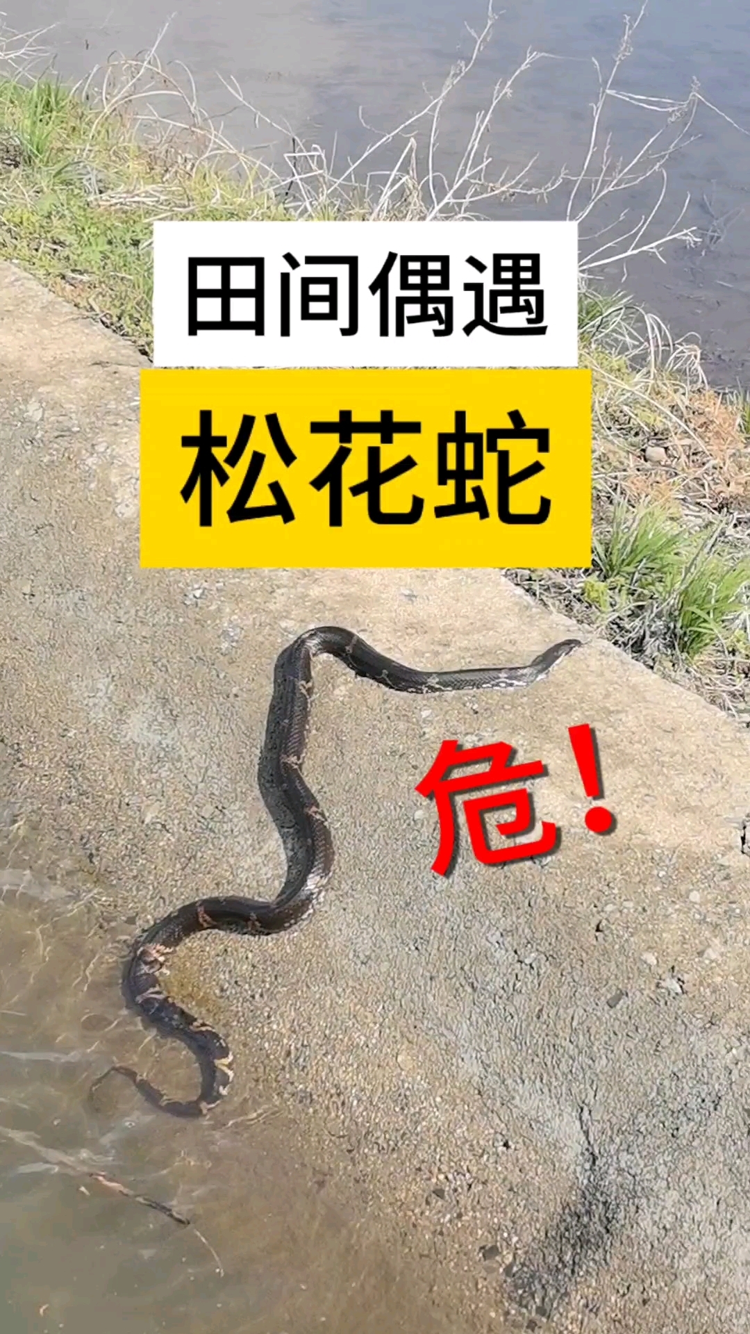 田间偶遇惊险!超大一条蛇!