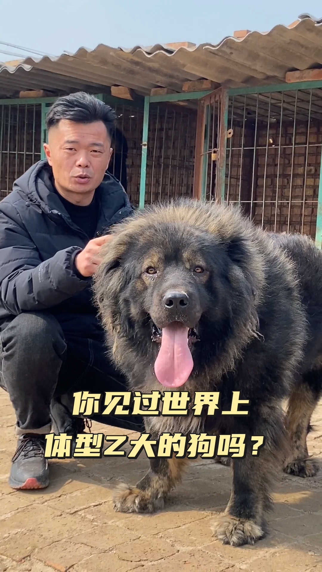 高加索犬图片最大图片