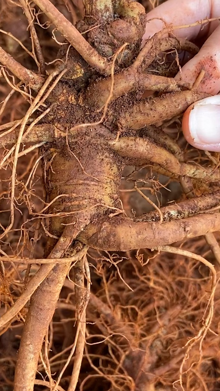 像圆葱一样的三七图片图片