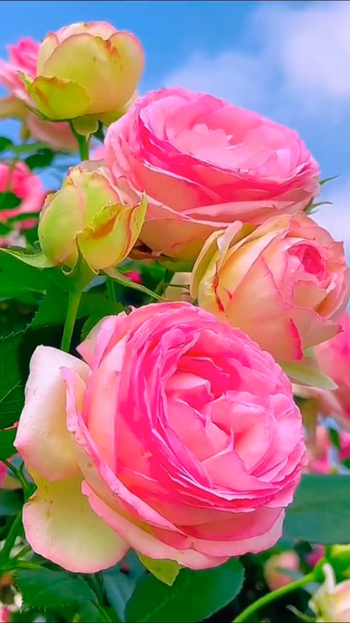 娇媚的花儿朵朵开,听音乐赏花也是一种享受