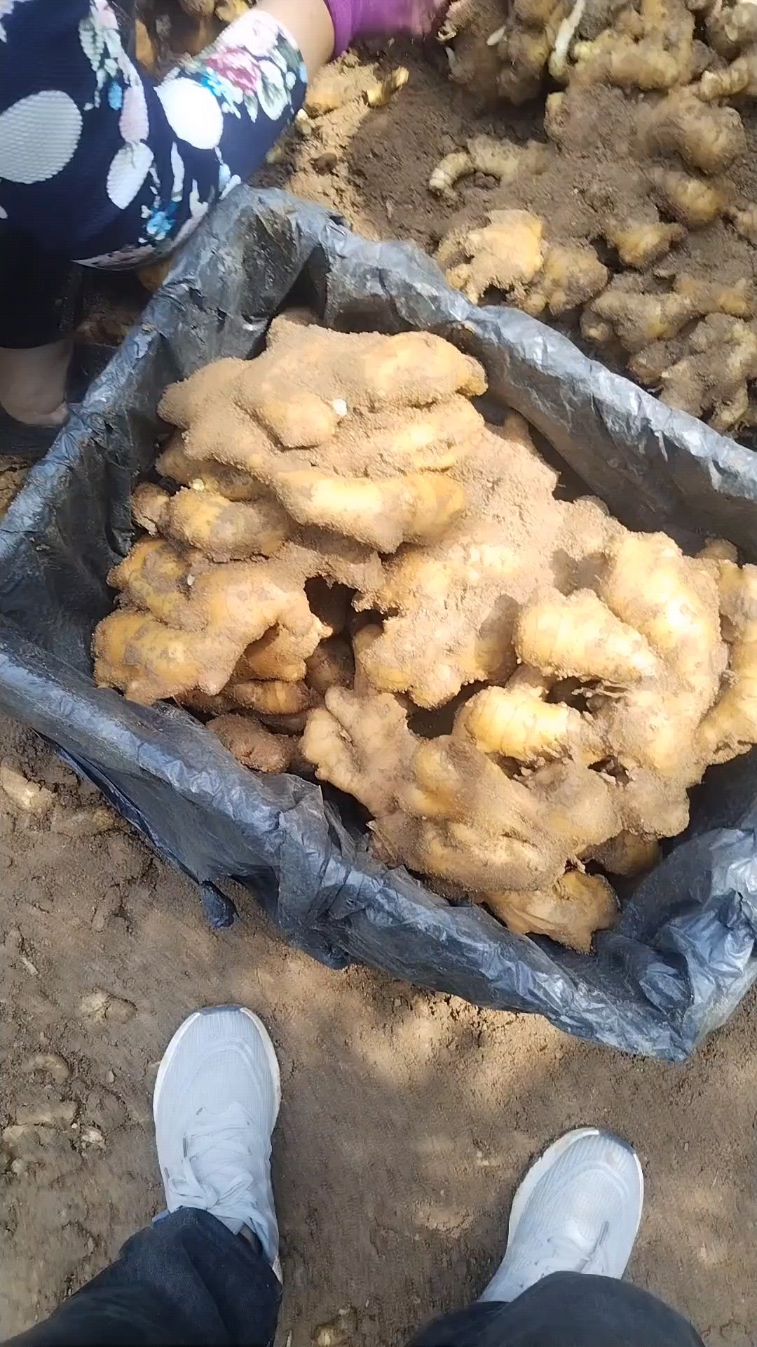 山东大黄姜出窖中,品质一流,价格便宜