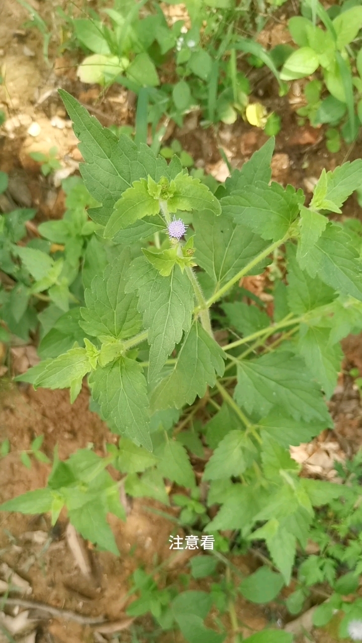 名字带香的臭草,你认识吗