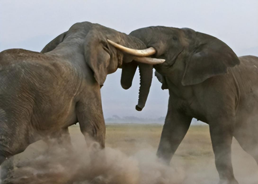 非洲象在河边喝水被鳄鱼一口咬住象鼻大象没了鼻子还能活吗
