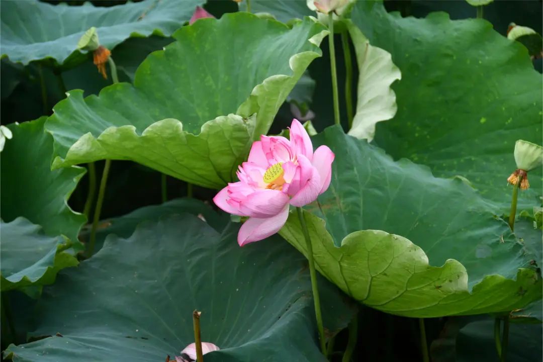 合肥文旅·百姓云平台出品的地标文创雪糕现身丰乐荷花节