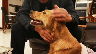现实版忠犬八公:主人癌症去世,狗狗在原地苦苦等待五年