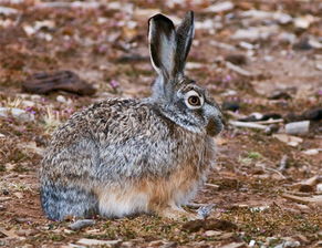 居住海拔最高的灰尾兔
